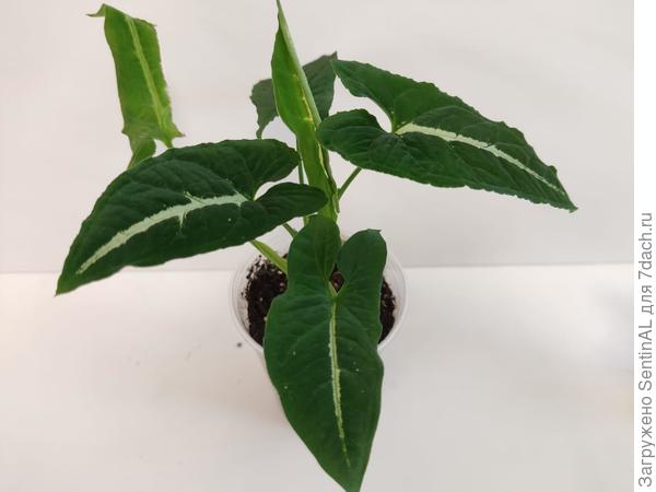 Сингониум Wendlandii Grey