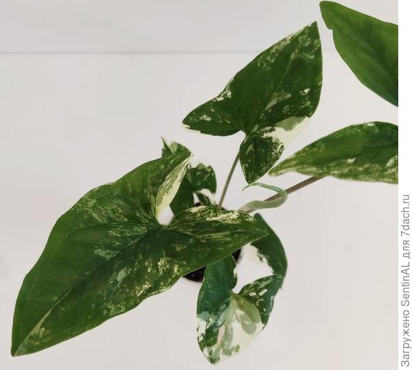 Сингониум Imperial White