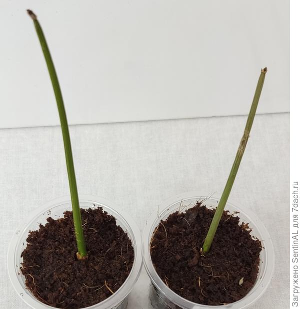 Syngonium erythrophyllum Red Arrow