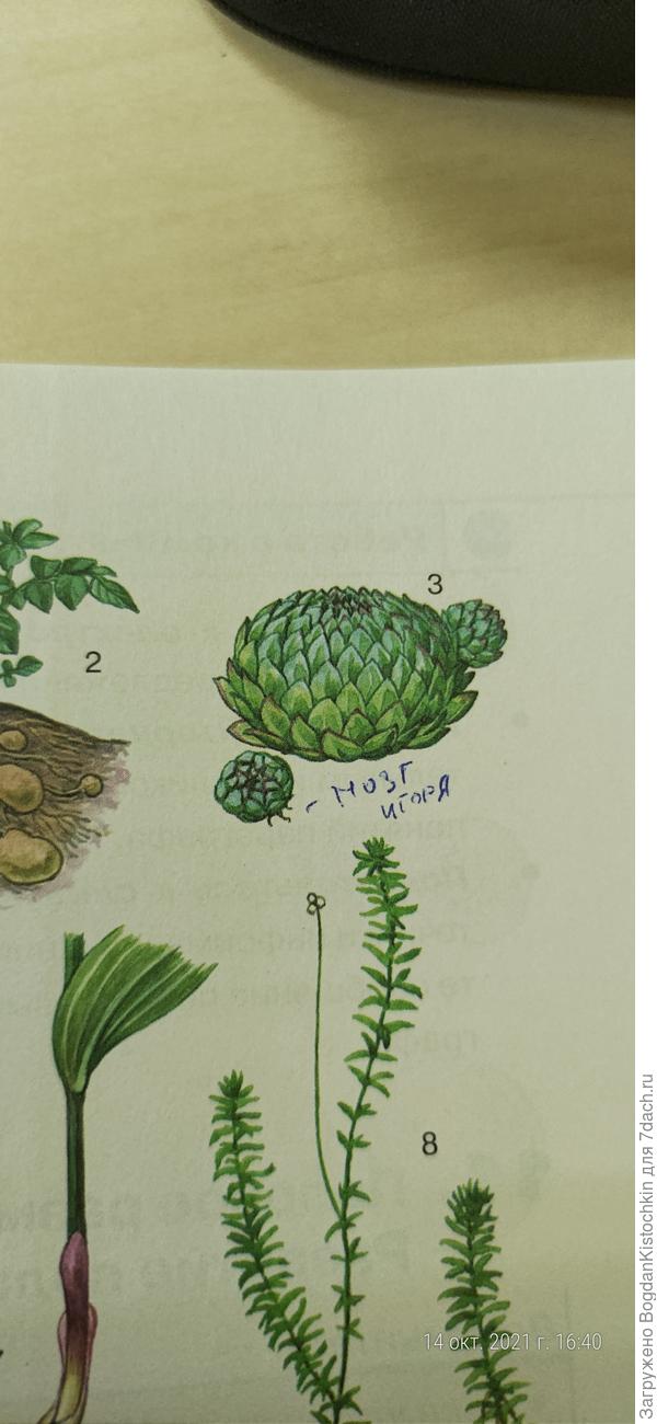 3 - Молодио размножается откидышами