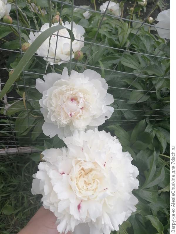 сорт Фестива Максима