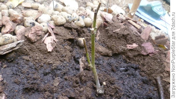 Отчистил от керамзита и коры, пролил раствором эпина_!!