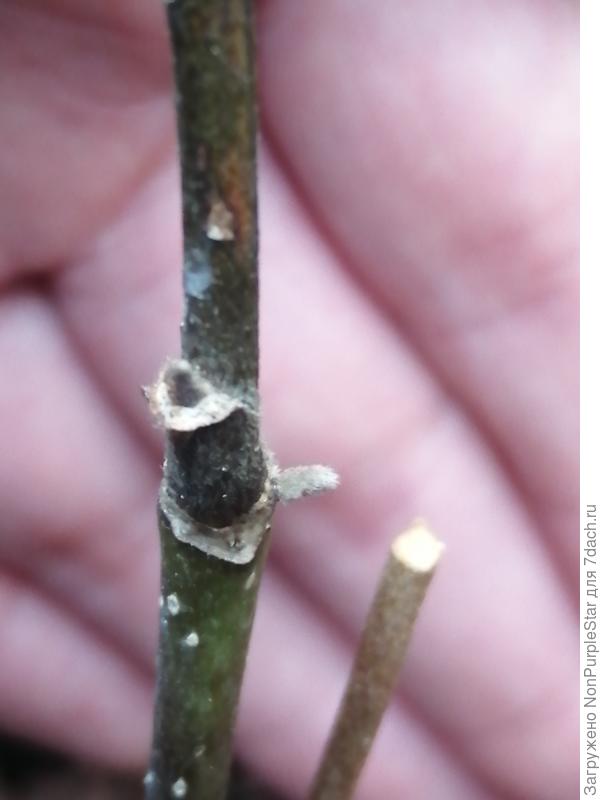 1 Ноября, средние почки