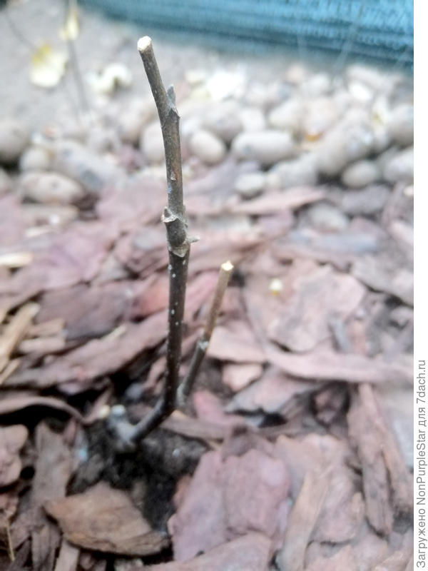 3 ноября, общий план