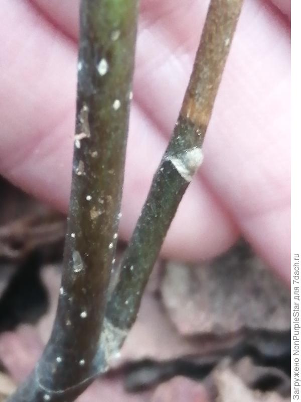 1 Ноября, нижняя почка