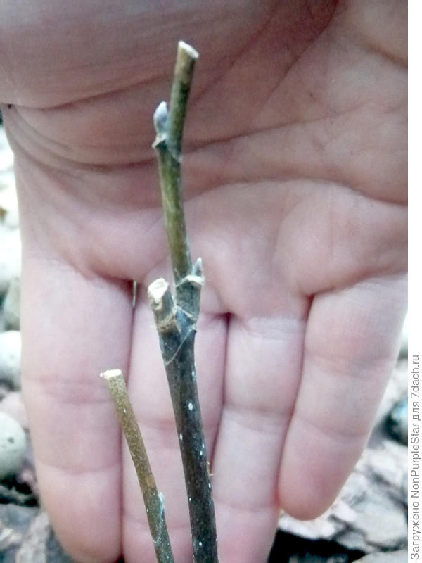 3 ноября, ближний план