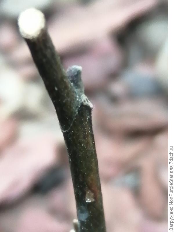 1 Ноября, Верхняя почка