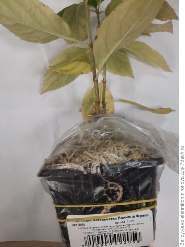 Ванила Фрейз