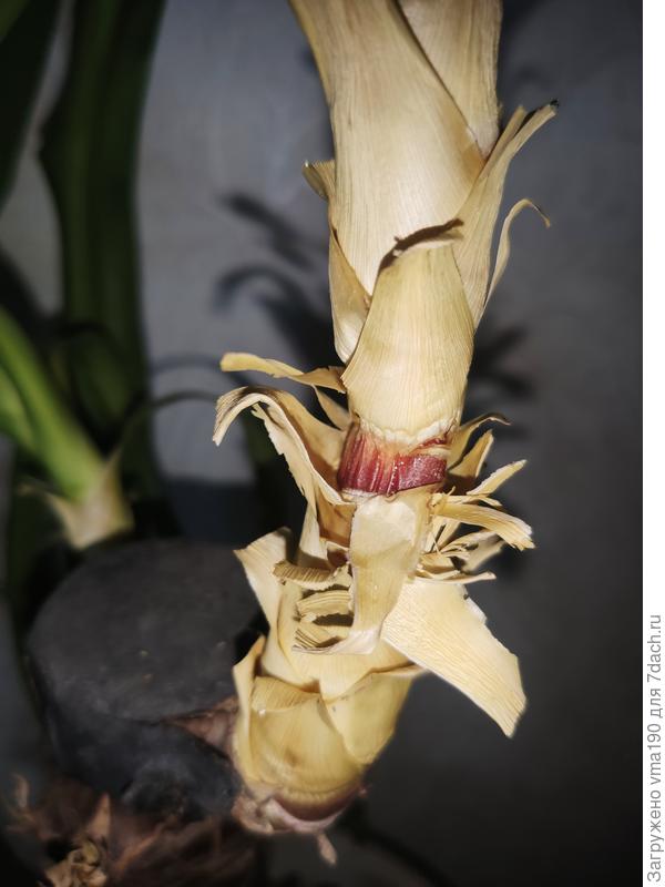 сгиб  на большой веточке темный