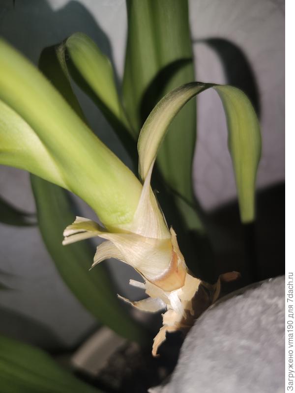 маленькая мне кажется тоже темнеет