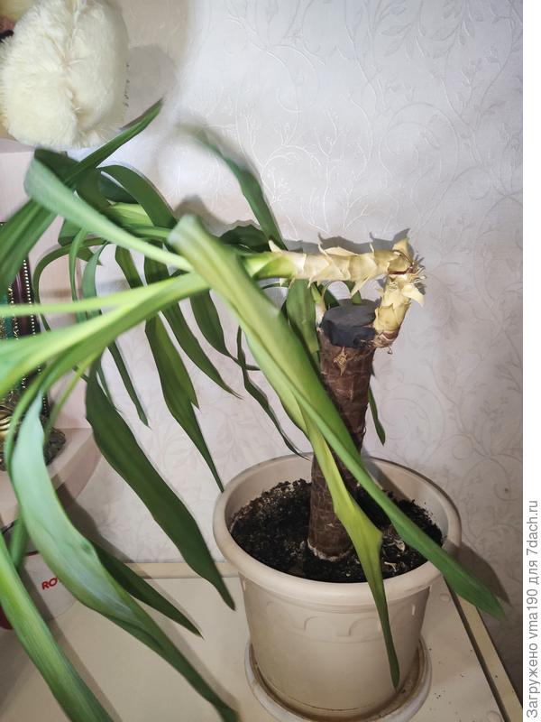 большая веточка согнулась совсем