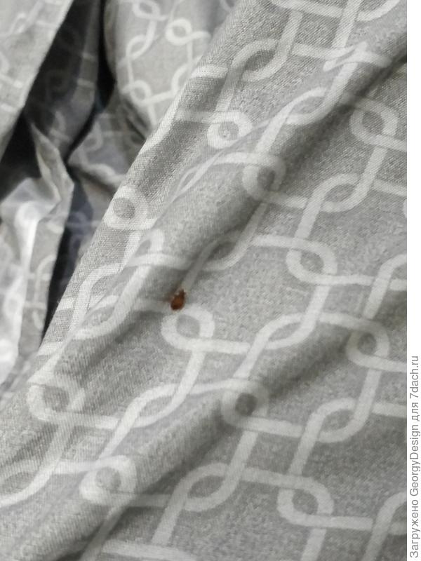 Непонятный жучок