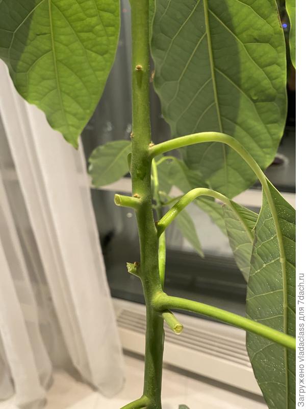 Правильно ли обрезала листочки? И как надо?