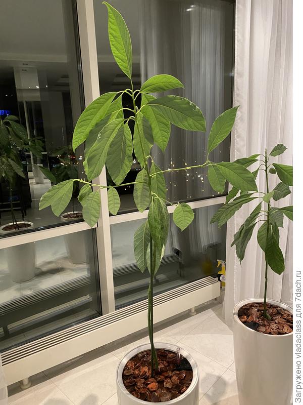 Само дерево