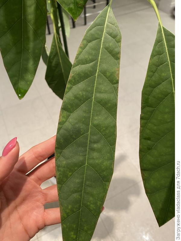 Вот такие остались