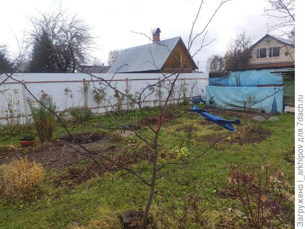 Общий вид побега. Зарос - смотреть больно...