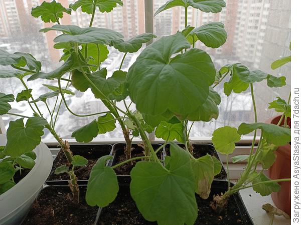 Герань - группа вторая