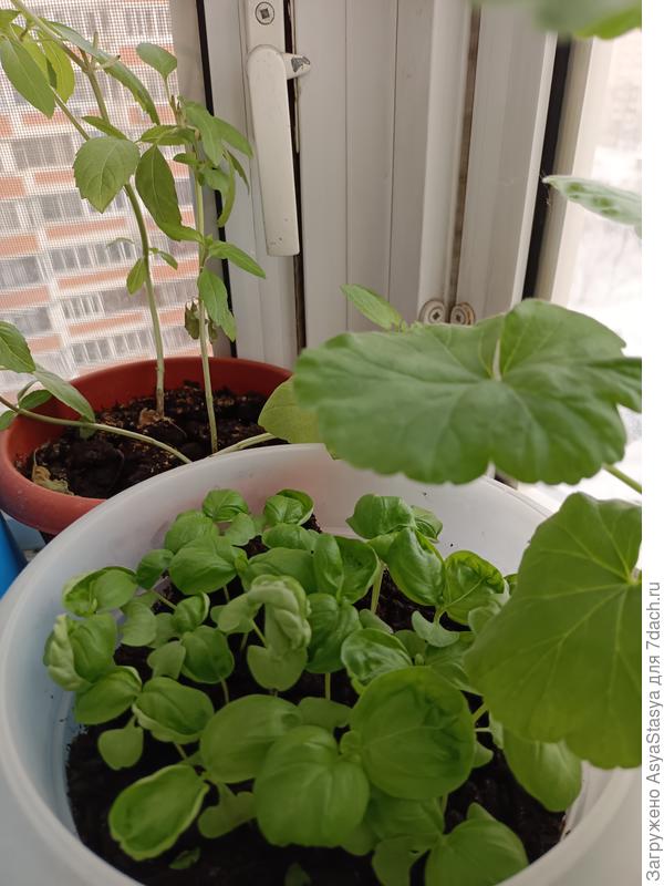 Базилик - сорт не помню, к сожалению