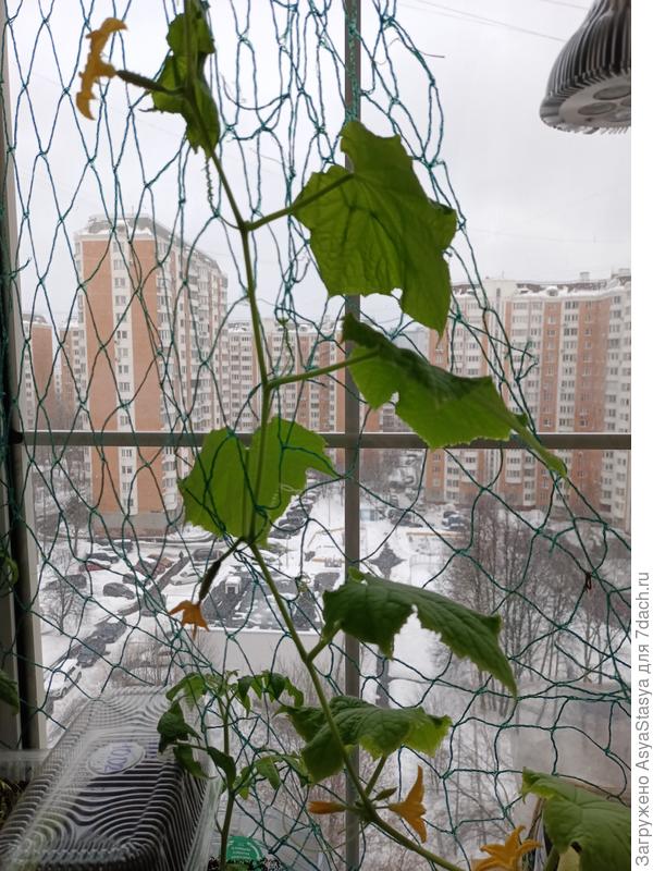 Огурец Зозуля