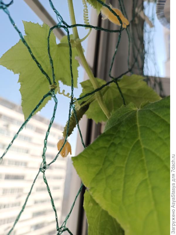 Огурчик, вроде как подрастает, но посмотрим