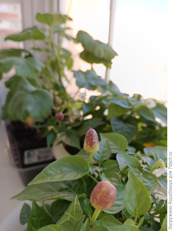 Перец Пятицвет пока не очень торопится