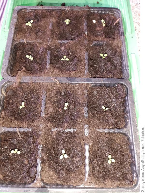 После пикировки