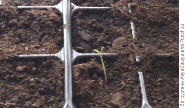 самый резвый