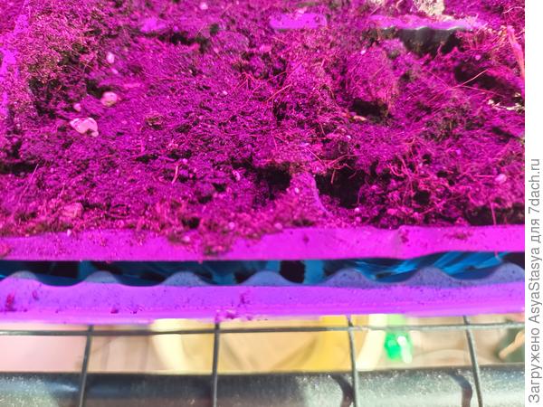 сажаем томат