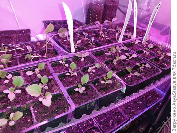 Астра пионовидная (30 ячеек, это для меня абсолютный максимум, пожалуй)