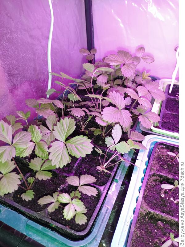 Земляника "Золотинка", второй год у меня хорошо рассада земляники получается, до этого была "Александрина"