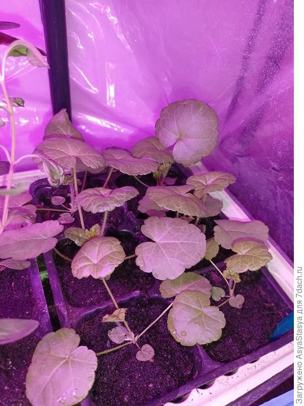 Мальва "Четерз"