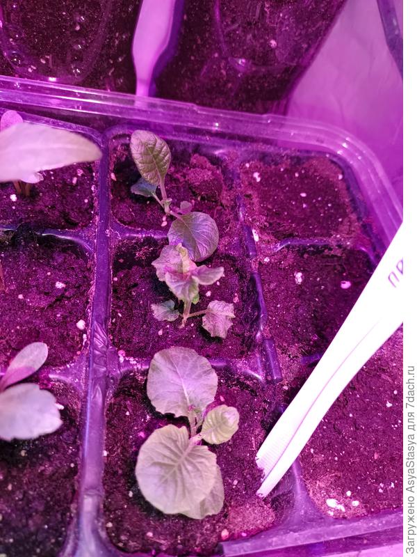 Три примулы (их всего 4, все, что в этом году удалось)