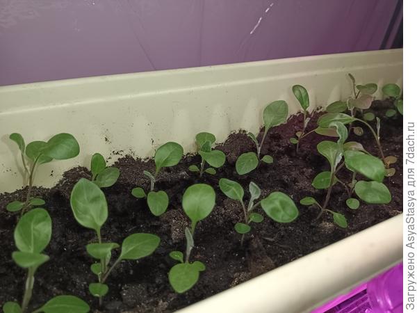 Цинерария, пока не серебристая, но ей явно для этого света не хватает