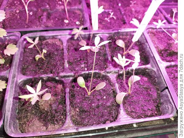 Люпин "гибриды Рассела"