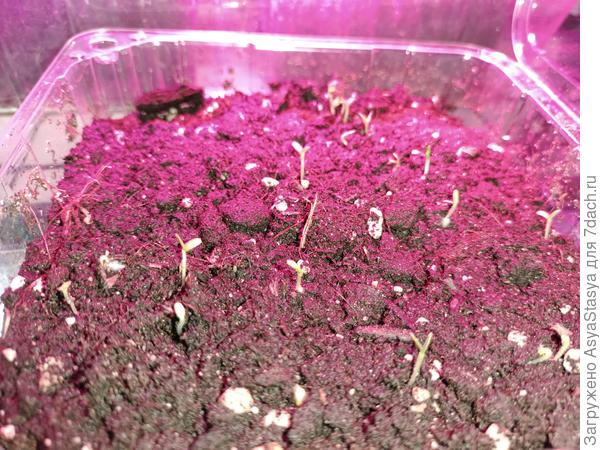 Неизвестный зверь гравилат, многолетник с довольно высоким кустом . Никогда не слышала, мама присоветовал - посмотрим)