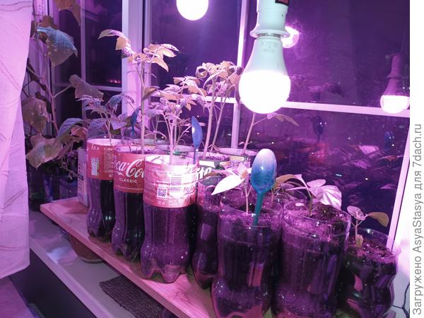 Все же перчики и помидоры (перец здесь только сладкий, а острый совсем недавно посеяла; помидоры красные невысокие и жёлтые двухметровые черри)