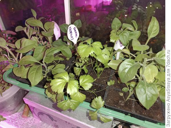 Ампельная петуния - сельдерей - опять петуния