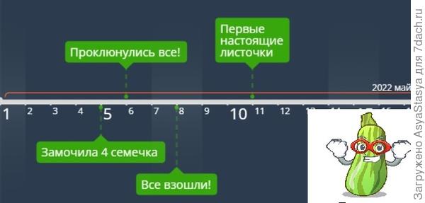 Линейка кабачка