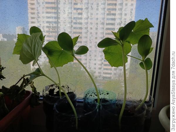 огурец, возраст 14 дней