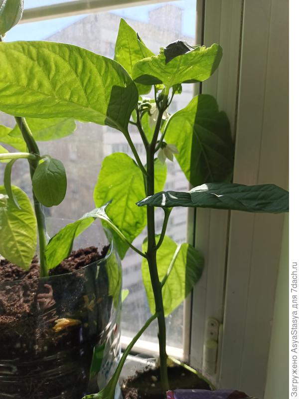 Сладкий перец, есть цветы (а на одном и завязь)