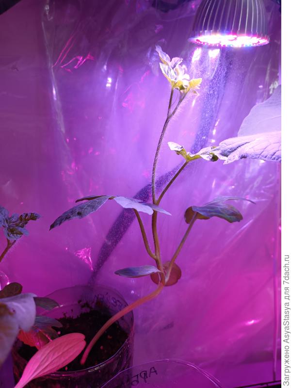 Арбуз, возраст 22 дня