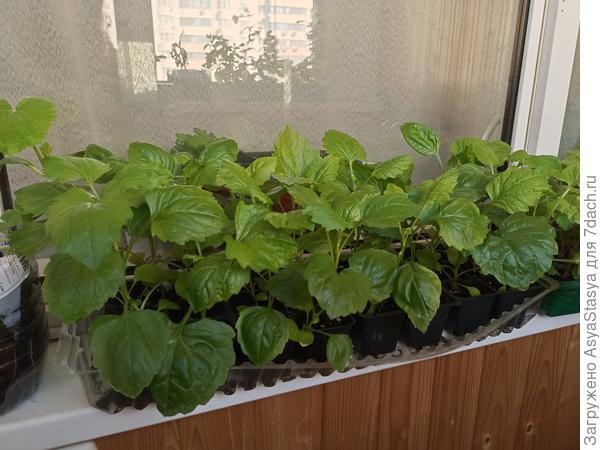 астры пионовидные