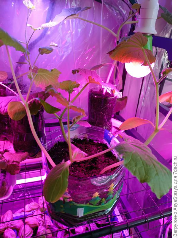 Огурцы, возраст 14 дней