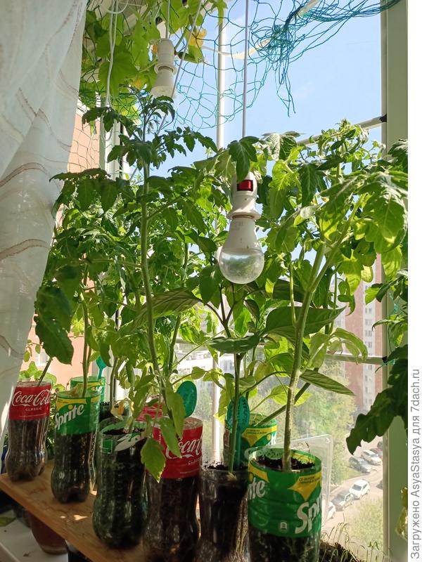 Томаты низкорослые (!) с цветами