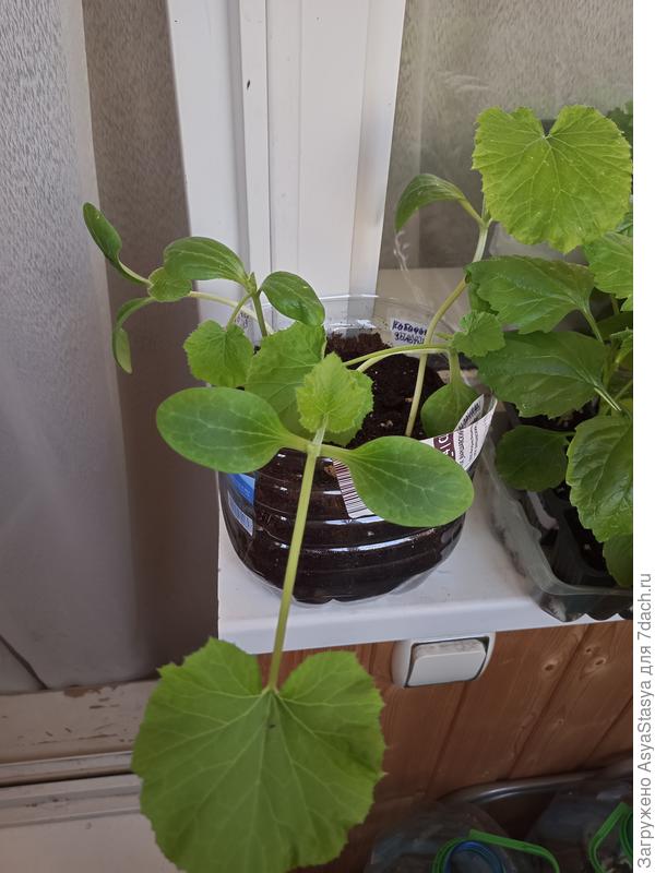 Кабачок, возраст 14 дней