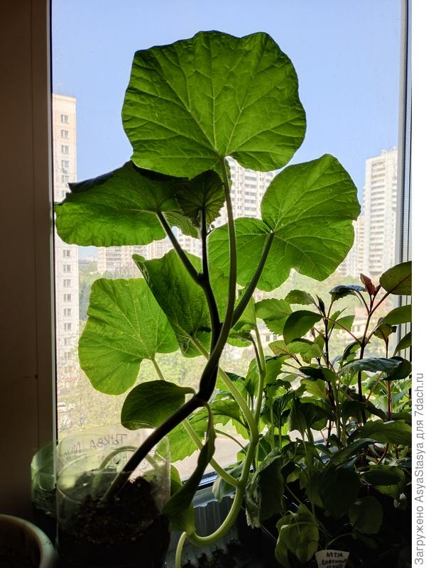 тыква мускатная, возраст 22 дня