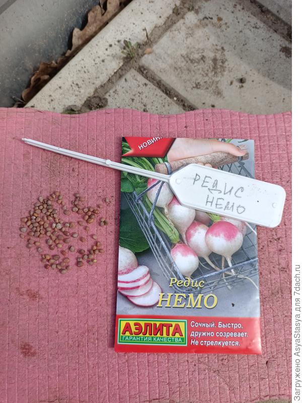 Моя редиска начинает свой путь