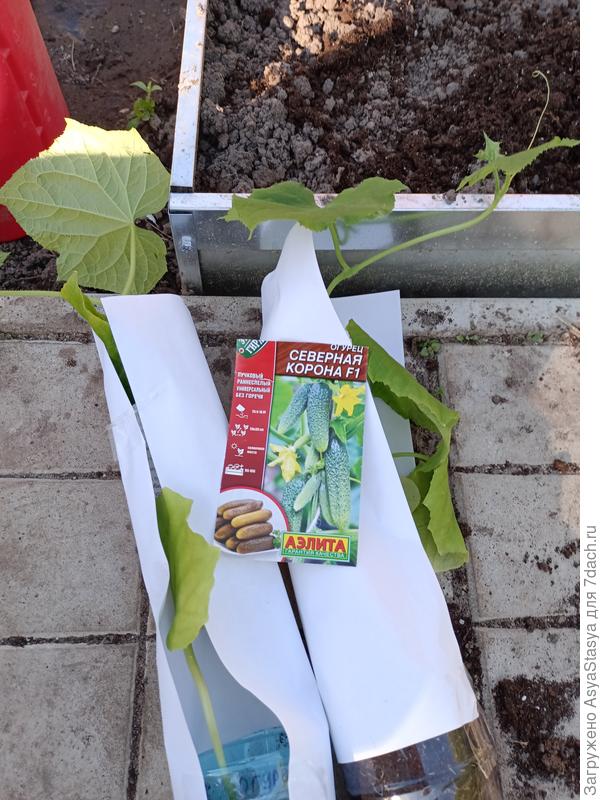 прямо перед высадкой - везти пришлось в самодельных домиках, слишком были длинны и хрупки побеги