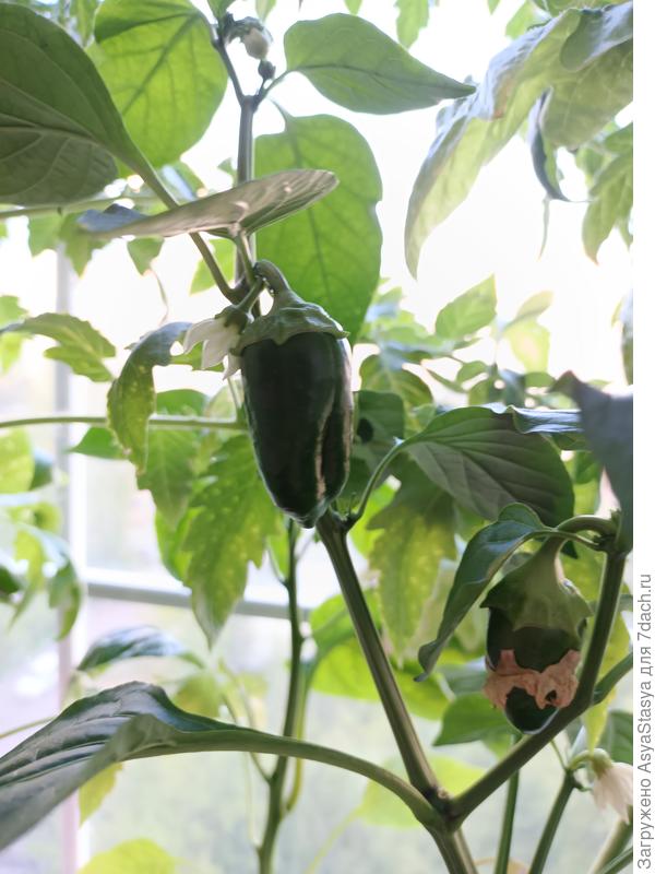 28 мая, готовимся уезжать на дачу, 3 дня до пересадки