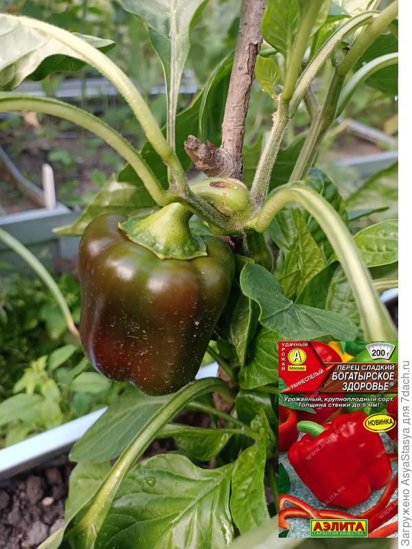 13.07, краснеет-буреет